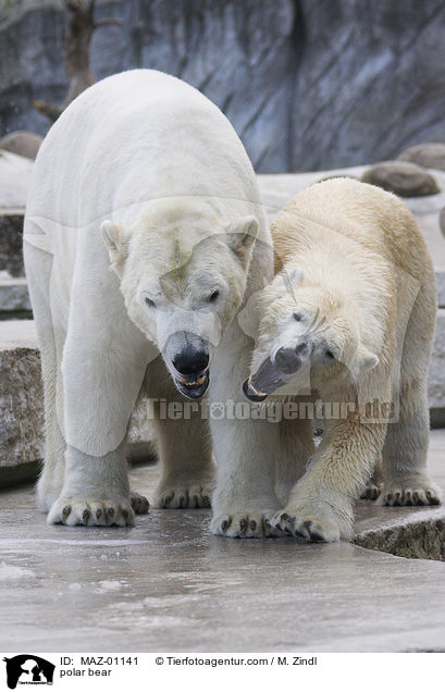 polar bear / MAZ-01141