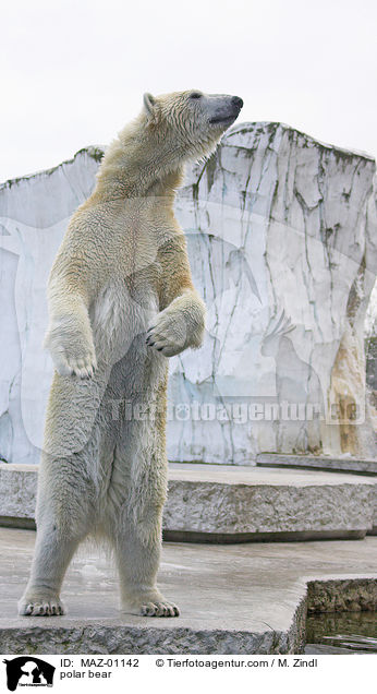polar bear / MAZ-01142