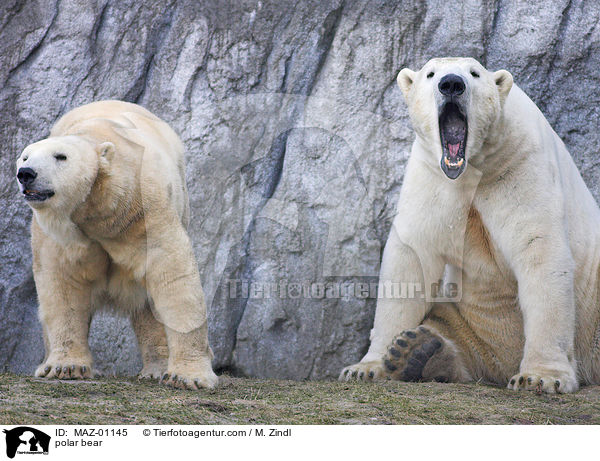 polar bear / MAZ-01145