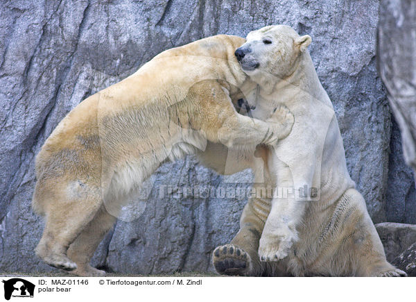 polar bear / MAZ-01146