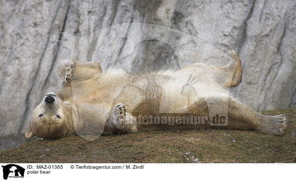 polar bear / MAZ-01365
