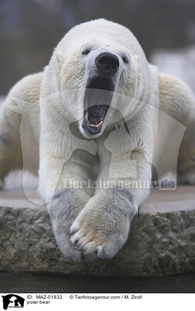polar bear / MAZ-01832