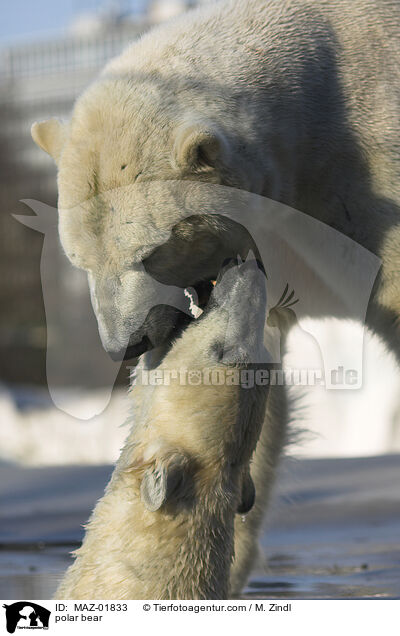 polar bear / MAZ-01833