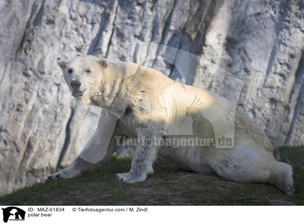 polar bear / MAZ-01834