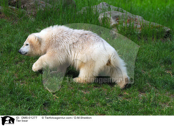 Tier bear / DMS-01277