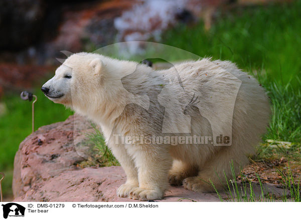 Tier bear / DMS-01279