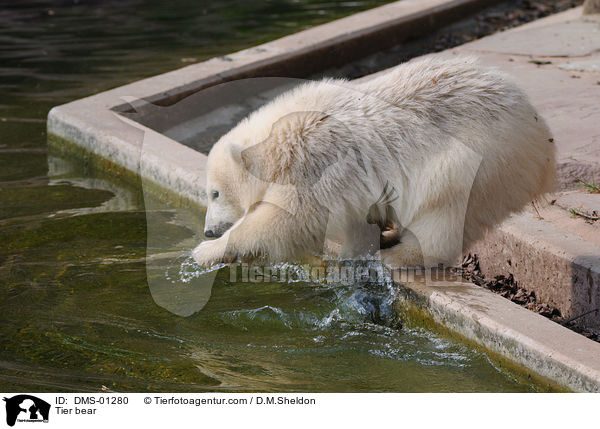 Tier bear / DMS-01280