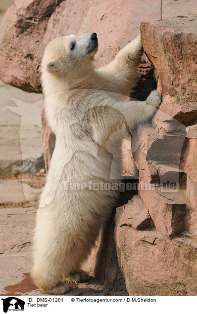 Tier bear / DMS-01281