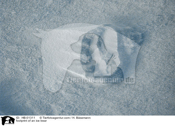footprint of an ice bear / HB-01311