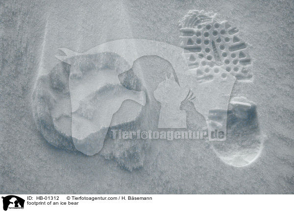 footprint of an ice bear / HB-01312