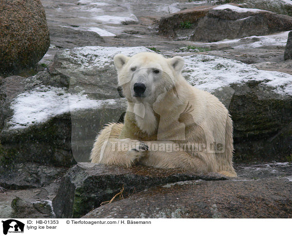 lying ice bear / HB-01353