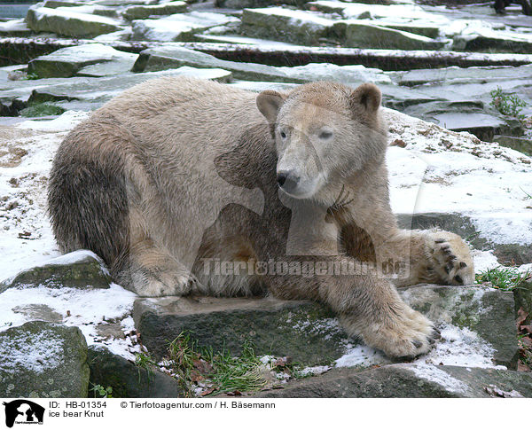 ice bear Knut / HB-01354