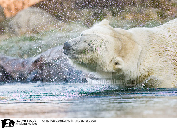 shaking ice bear / MBS-02057