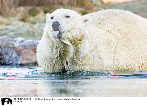 ice bear / MBS-02058