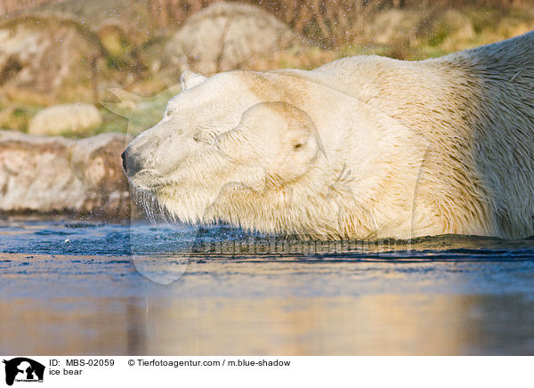 ice bear / MBS-02059