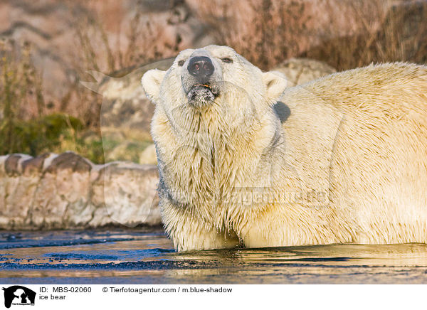 ice bear / MBS-02060