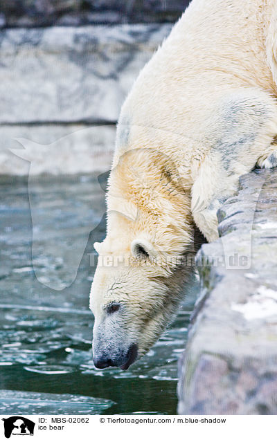 ice bear / MBS-02062