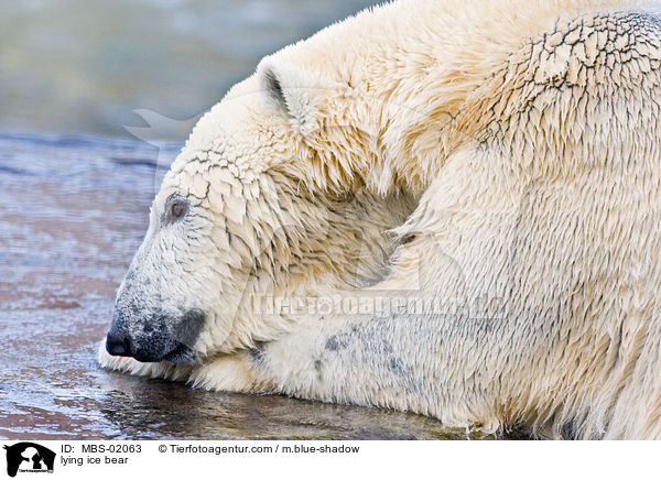 lying ice bear / MBS-02063