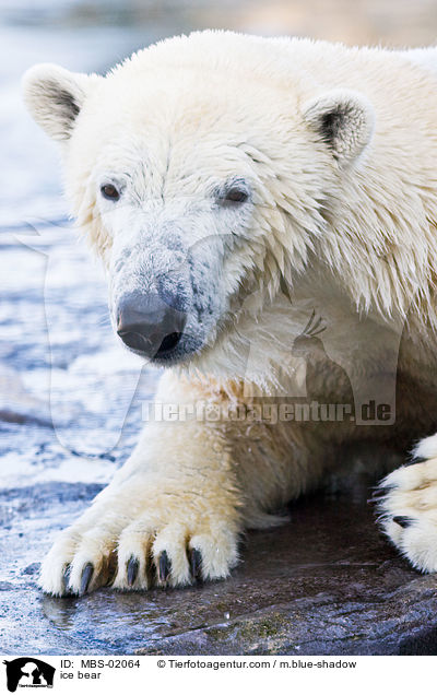 ice bear / MBS-02064