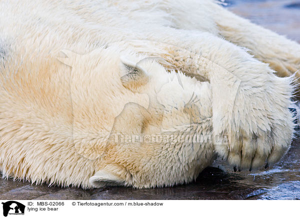 lying ice bear / MBS-02066