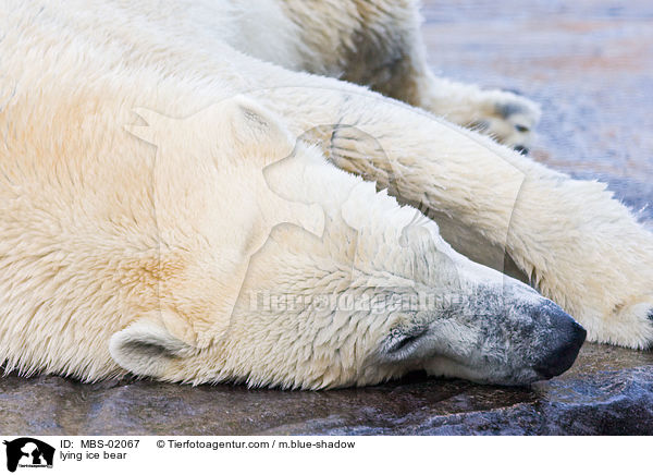 liegender Eisbr / lying ice bear / MBS-02067
