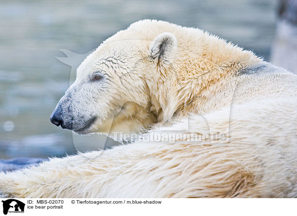 ice bear portrait / MBS-02070