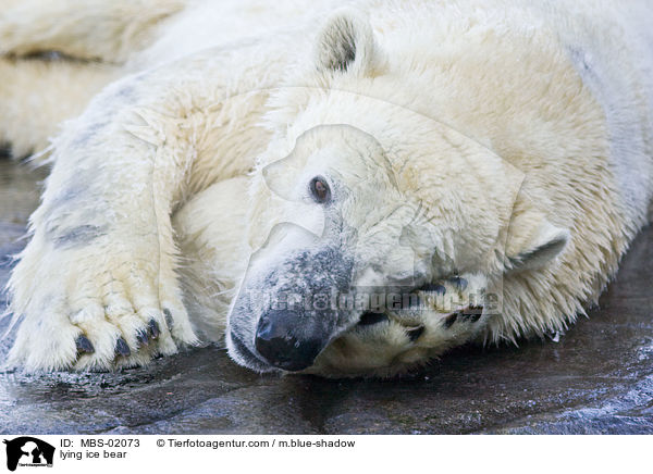 lying ice bear / MBS-02073