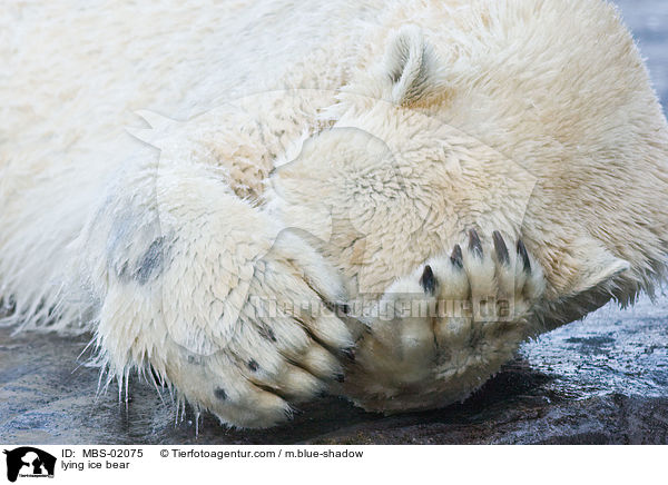 lying ice bear / MBS-02075