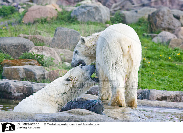 playing ice bears / MBS-02355
