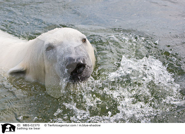 badender Eisbr / bathing ice bear / MBS-02370