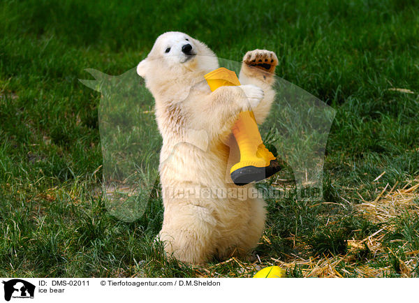 Eisbr / ice bear / DMS-02011
