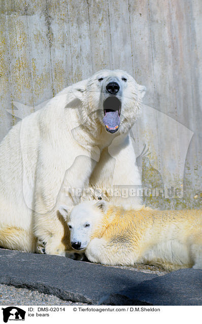 ice bears / DMS-02014