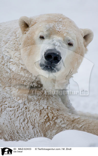 ice bear / MAZ-02403