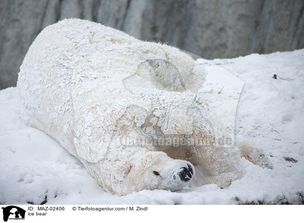 Eisbr / ice bear / MAZ-02406
