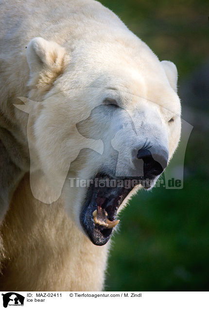 ice bear / MAZ-02411