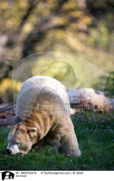 ice bear / MAZ-02419