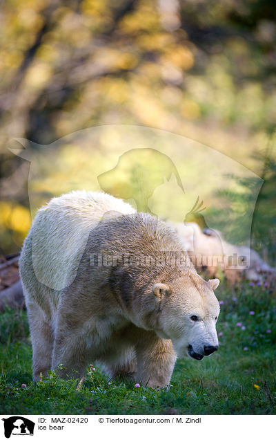 ice bear / MAZ-02420