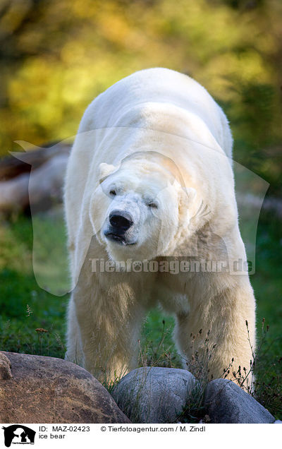 ice bear / MAZ-02423