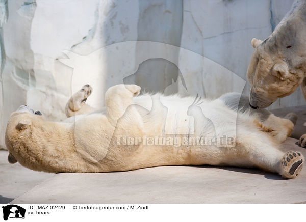 ice bears / MAZ-02429
