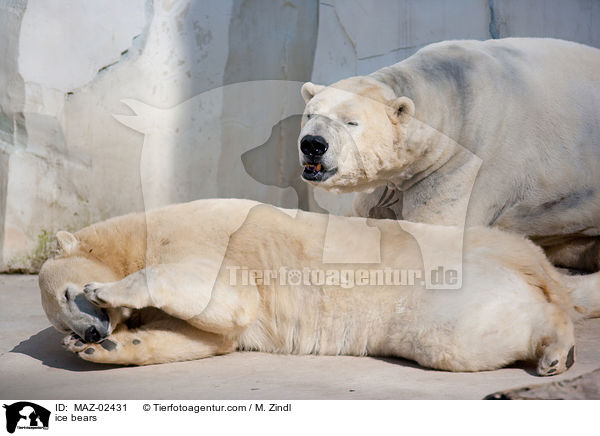 ice bears / MAZ-02431