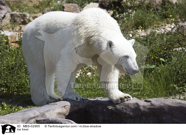 ice bear / MBS-02965