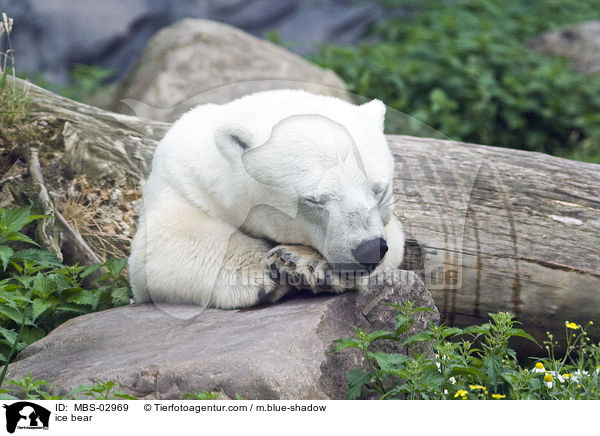 ice bear / MBS-02969