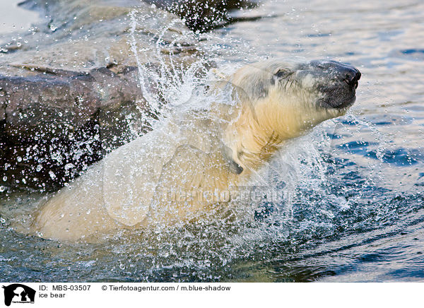 ice bear / MBS-03507