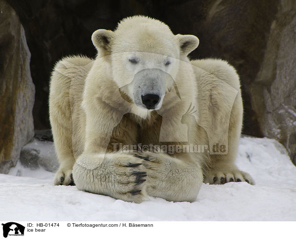 ice bear / HB-01474