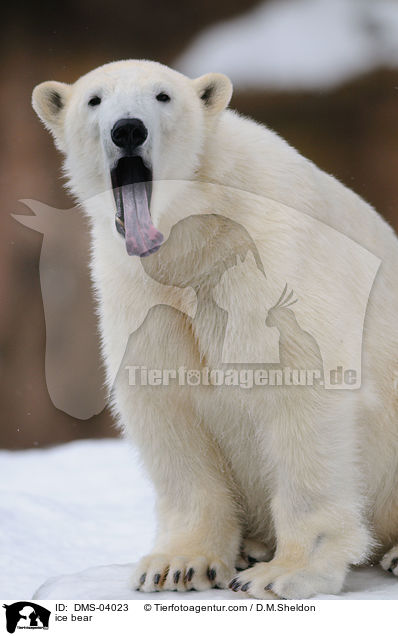 ice bear / DMS-04023