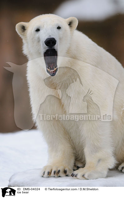 ice bear / DMS-04024