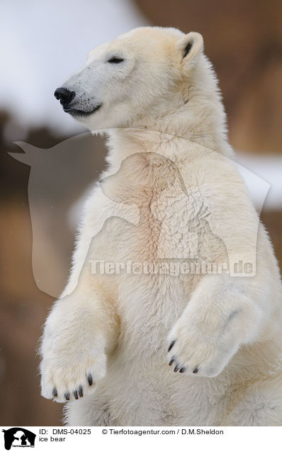 ice bear / DMS-04025