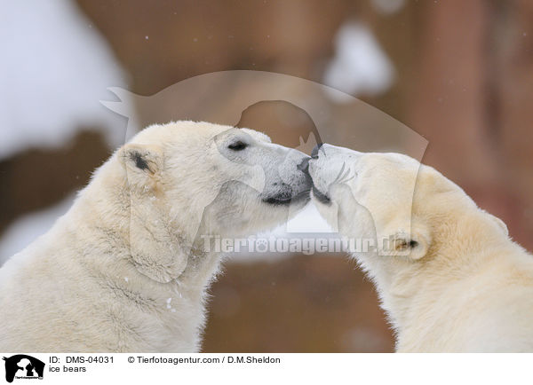 ice bears / DMS-04031