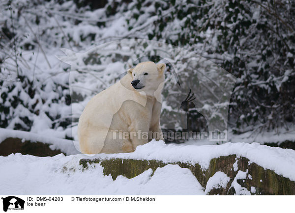 ice bear / DMS-04203