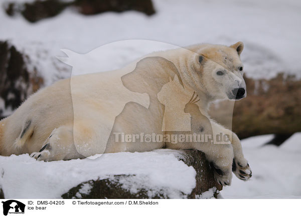 ice bear / DMS-04205